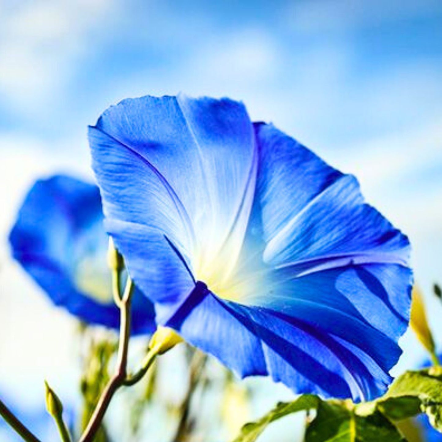 (Nature Seeds Incense) Morning Glory (Untreated Seed) - Pack sizes of 5, 10, 30, 50 and 100 grams (Ready Stock)