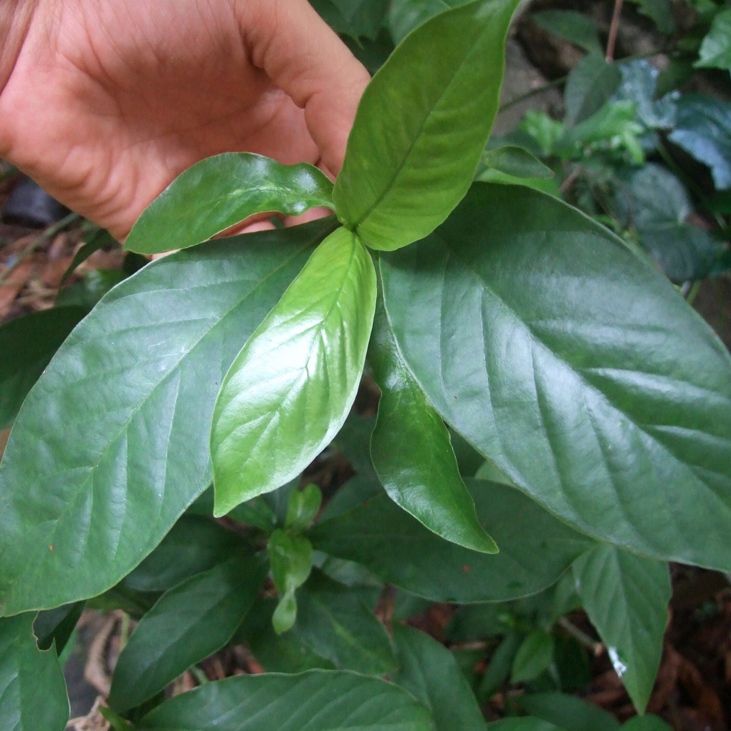 (Nature Leaves Incense) Chacruna (Psychotria Vairidis) - Pack sizes of 5, 10, 10, 30, 50 and 100 grams (Ready Stock)