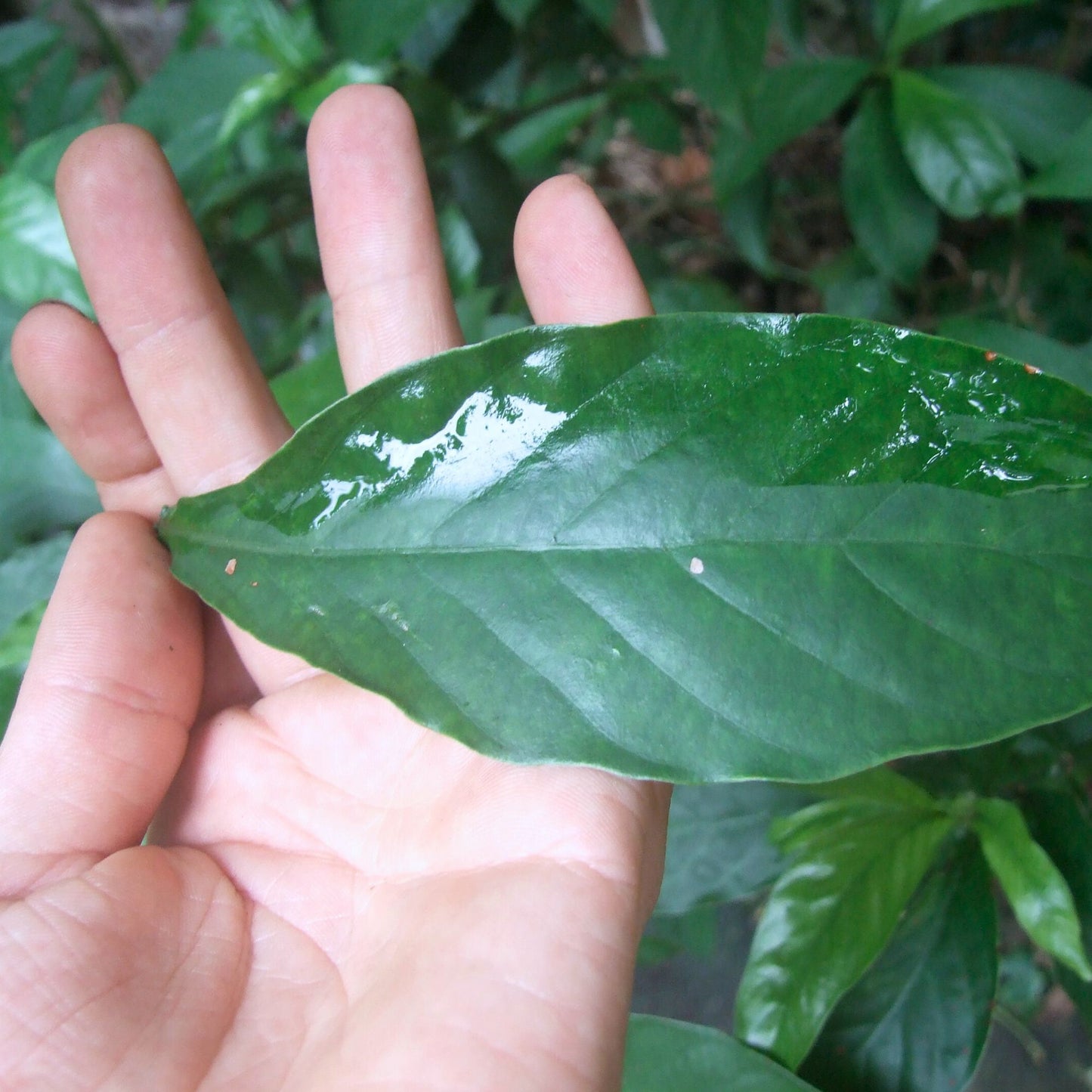 (Nature Leaves Incense) Chacruna (Psychotria Vairidis) - Pack sizes of 5, 10, 10, 30, 50 and 100 grams (Ready Stock)