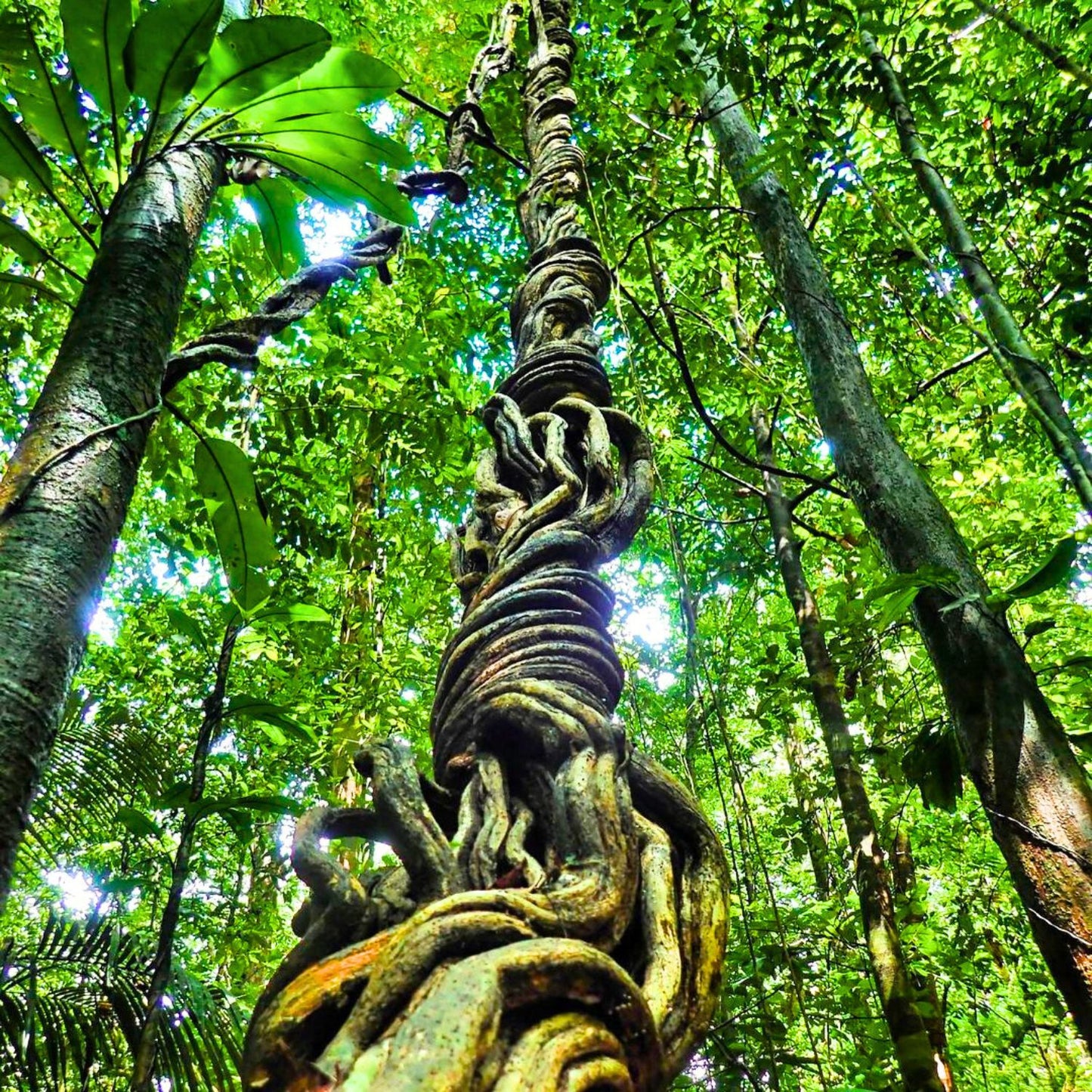 (Nature Vines & Leaves Incense) Banisteriopsis Caapi (Yage) - Pack sizes of 5, 10, 10, 30, 50 and 100 grams (Ready Stock)