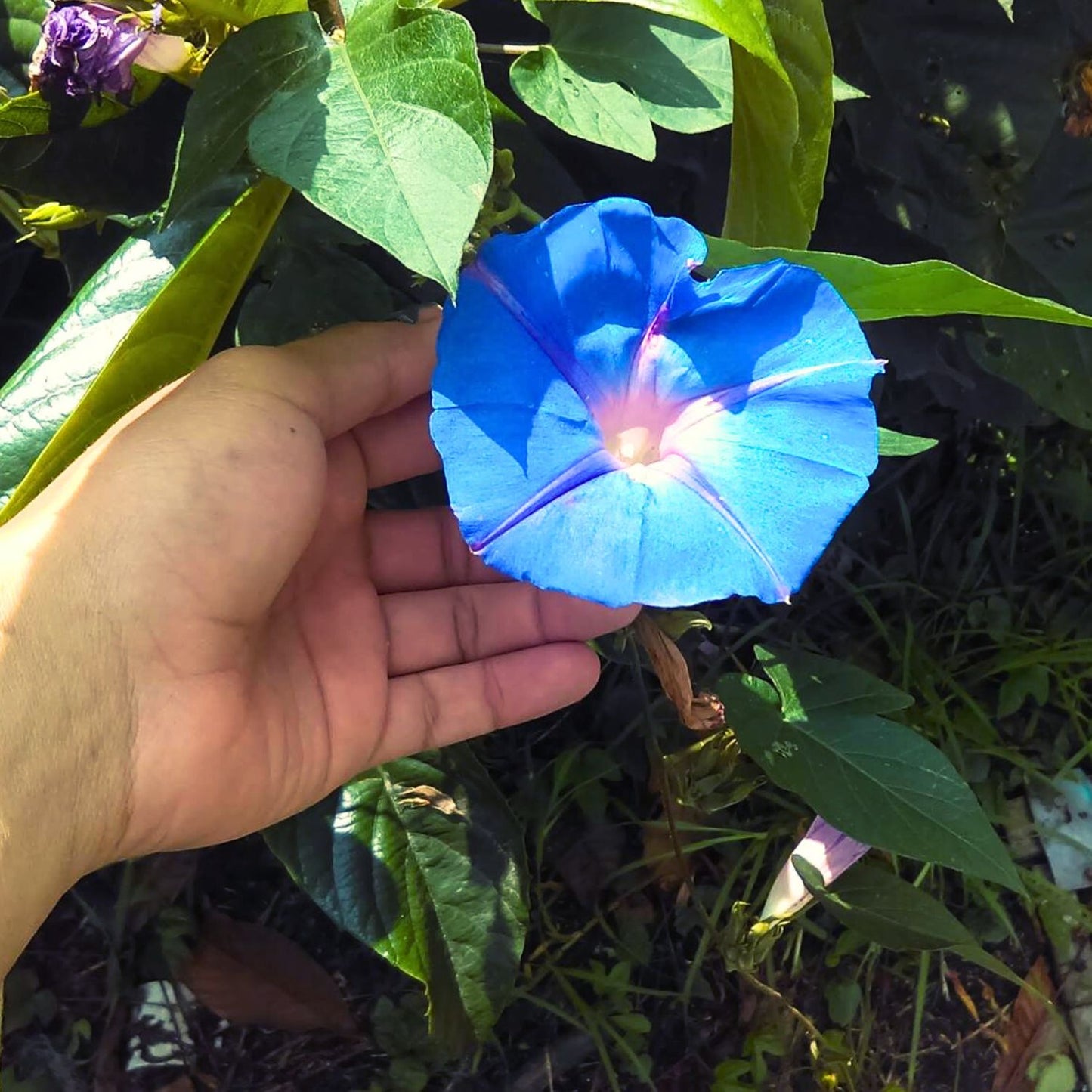(Nature Seeds Incense) Morning Glory (Untreated Seed) - Pack sizes of 5, 10, 30, 50 and 100 grams (Ready Stock)