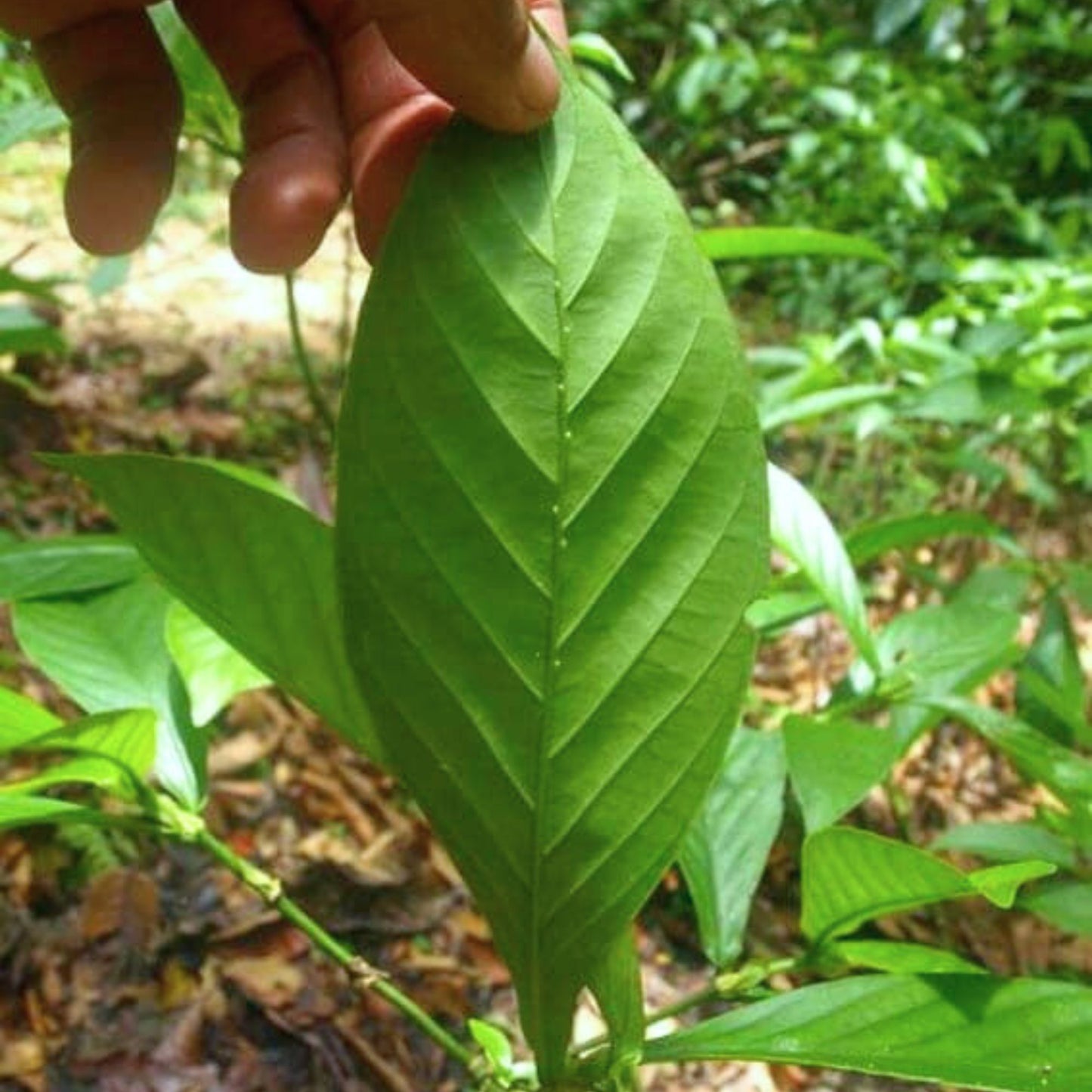(Nature Leaves Incense) Chacruna (Psychotria Vairidis) - Pack sizes of 5, 10, 10, 30, 50 and 100 grams (Ready Stock)