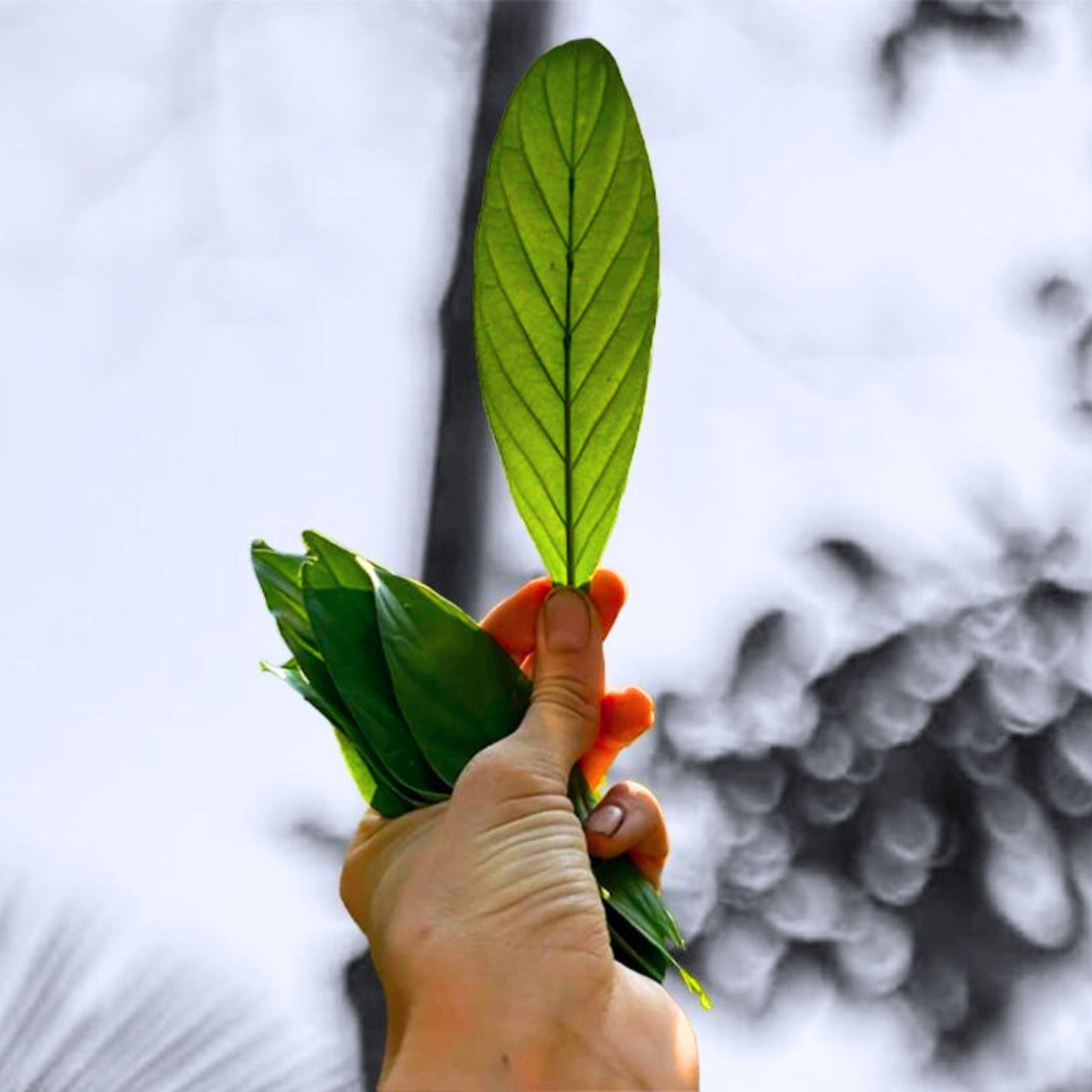 (Nature Leaves Incense) Chacruna (Psychotria Vairidis) - Pack sizes of 5, 10, 10, 30, 50 and 100 grams (Ready Stock)
