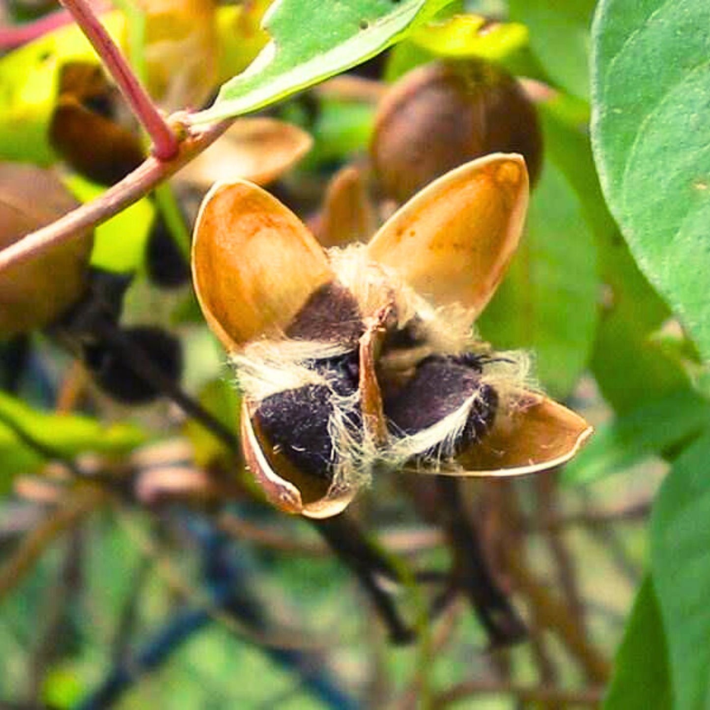 (Nature Seeds Incense) Morning Glory (Untreated Seed) - Pack sizes of 5, 10, 30, 50 and 100 grams (Ready Stock)