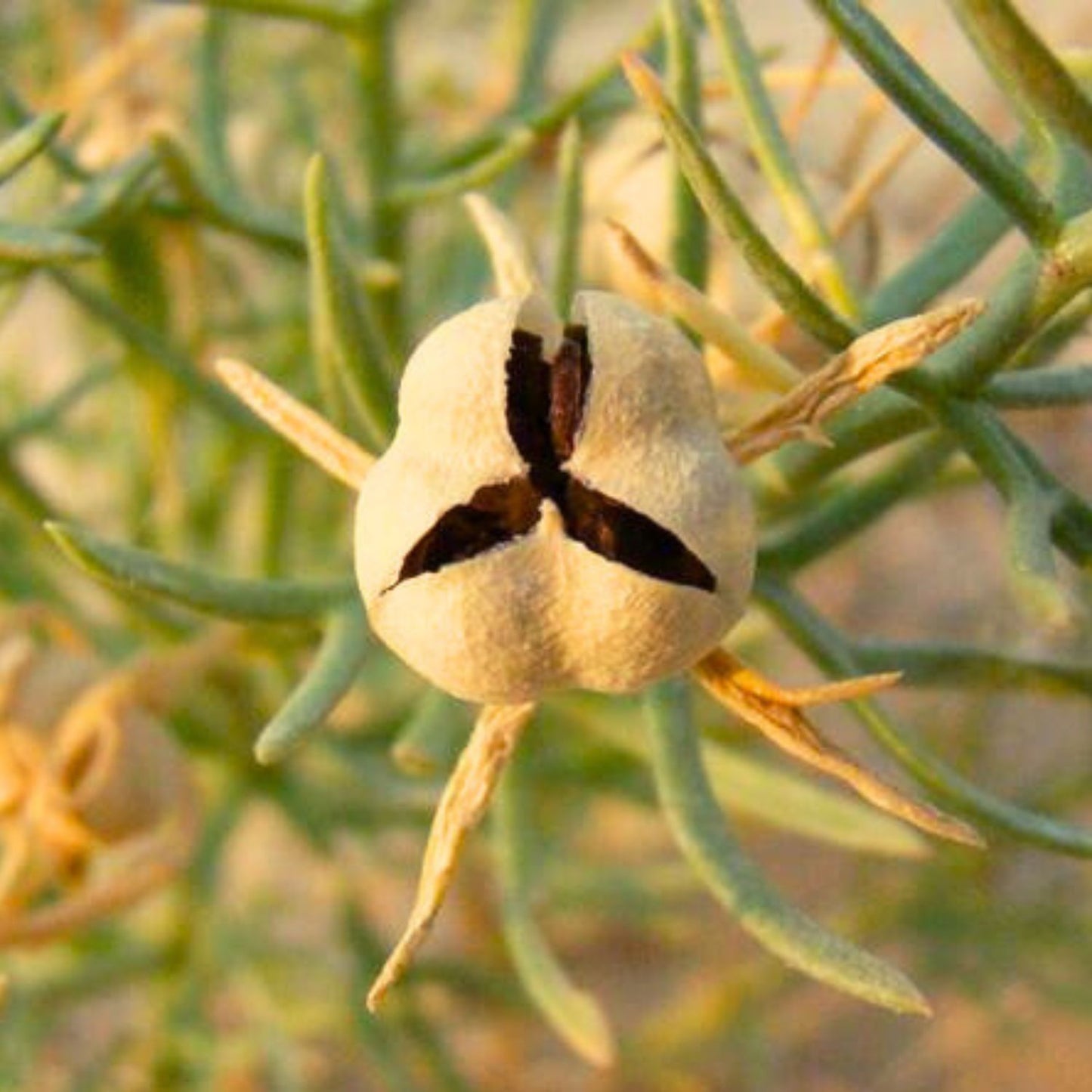 (Nature Seeds Incense) Syrian Rue (Untreated Seeds) - Pack size of 5, 10, 30, 50 and 100 grams (Ready Stock)