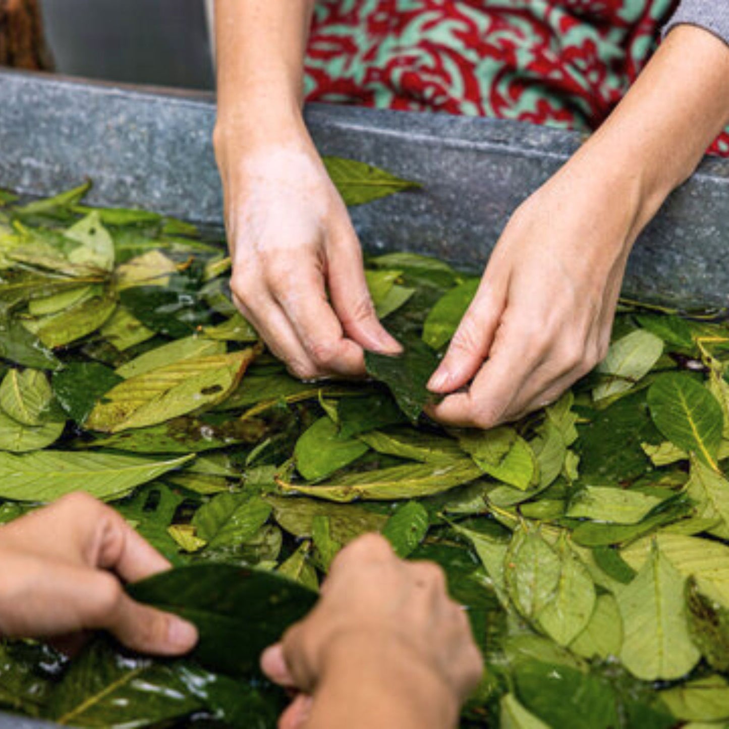 (Nature Leaves Incense) Chacruna (Psychotria Vairidis) - Pack sizes of 5, 10, 10, 30, 50 and 100 grams (Ready Stock)