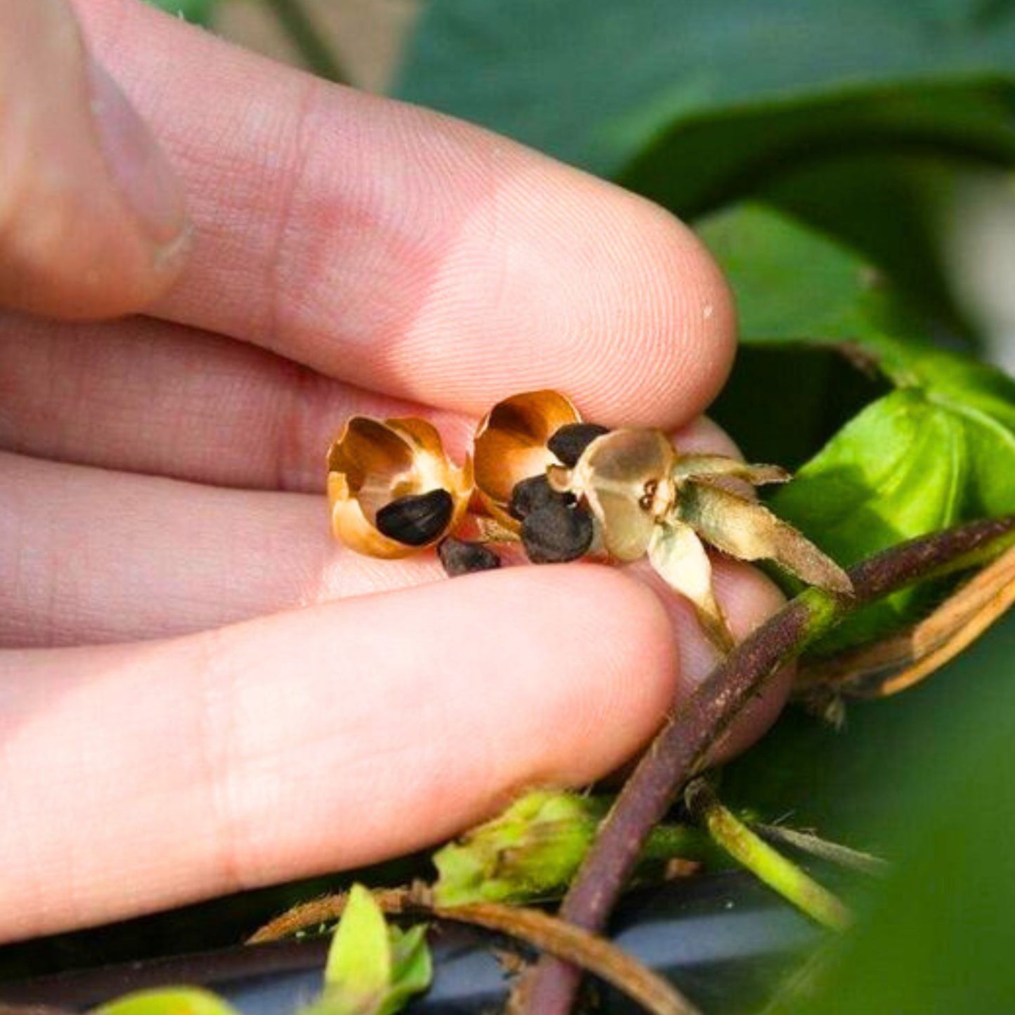(Nature Seeds Incense) Morning Glory (Untreated Seed) - Pack sizes of 5, 10, 30, 50 and 100 grams (Ready Stock)