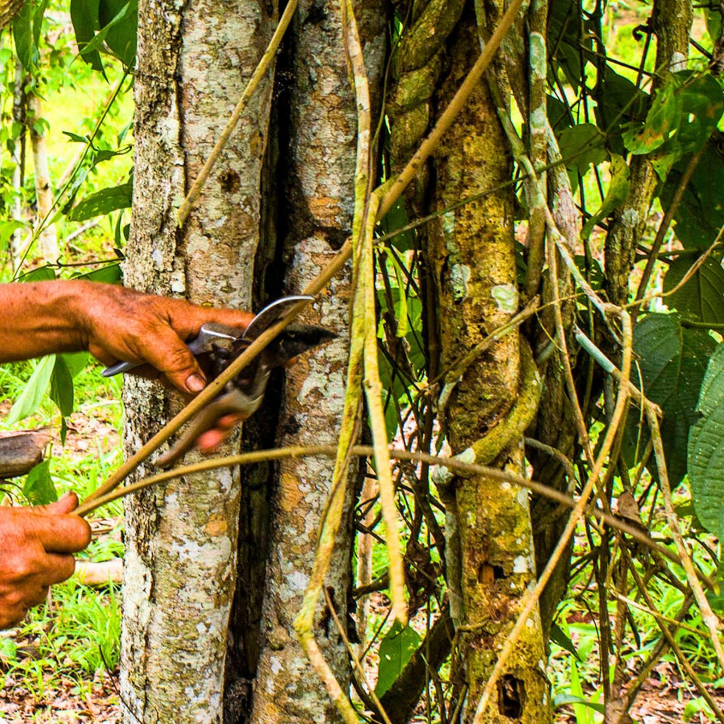 (Nature Vines & Leaves Incense) Banisteriopsis Caapi (Yage) - Pack sizes of 5, 10, 10, 30, 50 and 100 grams (Ready Stock)