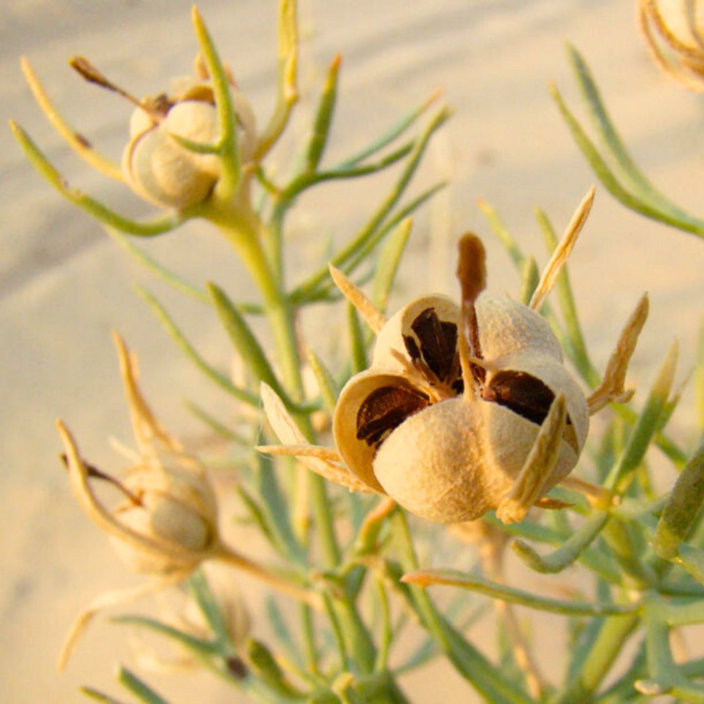 (Nature Seeds Incense) Syrian Rue (Untreated Seeds) - Pack size of 5, 10, 30, 50 and 100 grams (Ready Stock)