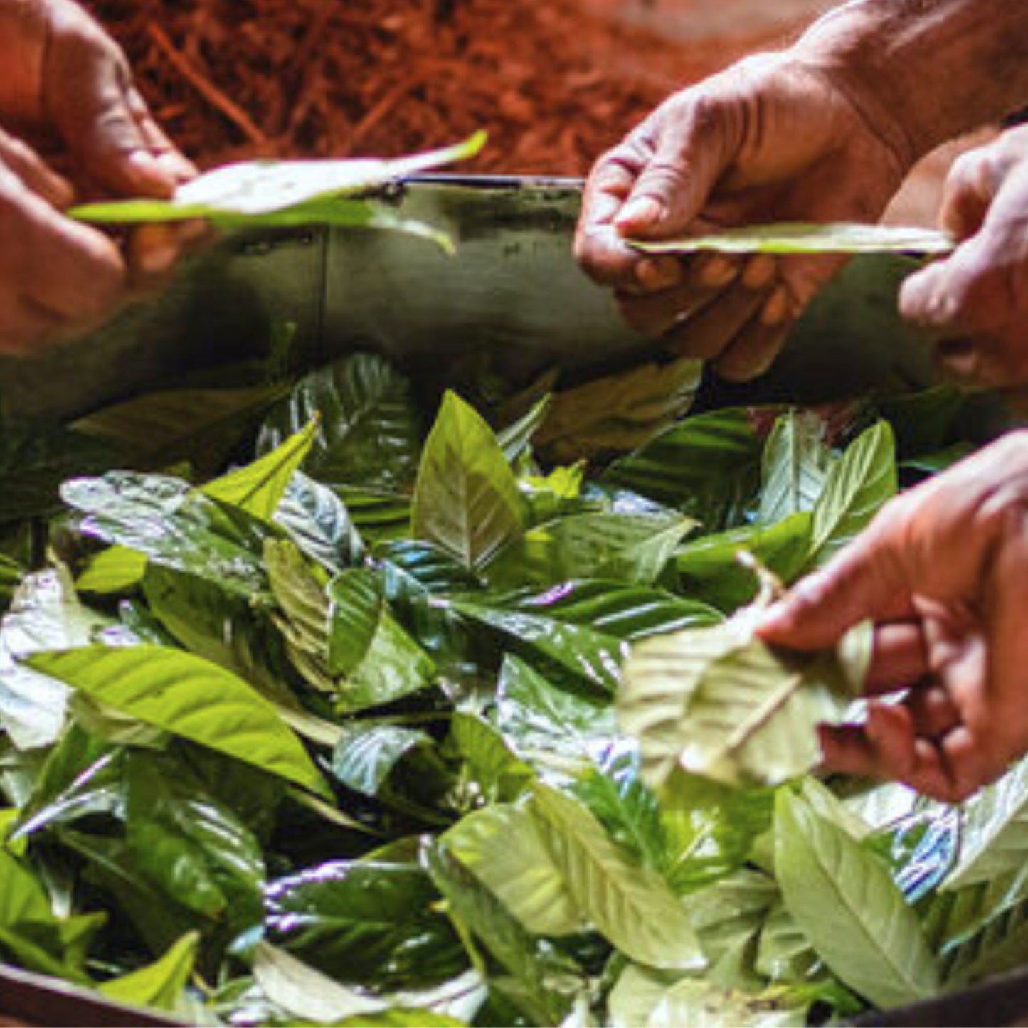 (Nature Leaves Incense) Chacruna (Psychotria Vairidis) - Pack sizes of 5, 10, 10, 30, 50 and 100 grams (Ready Stock)