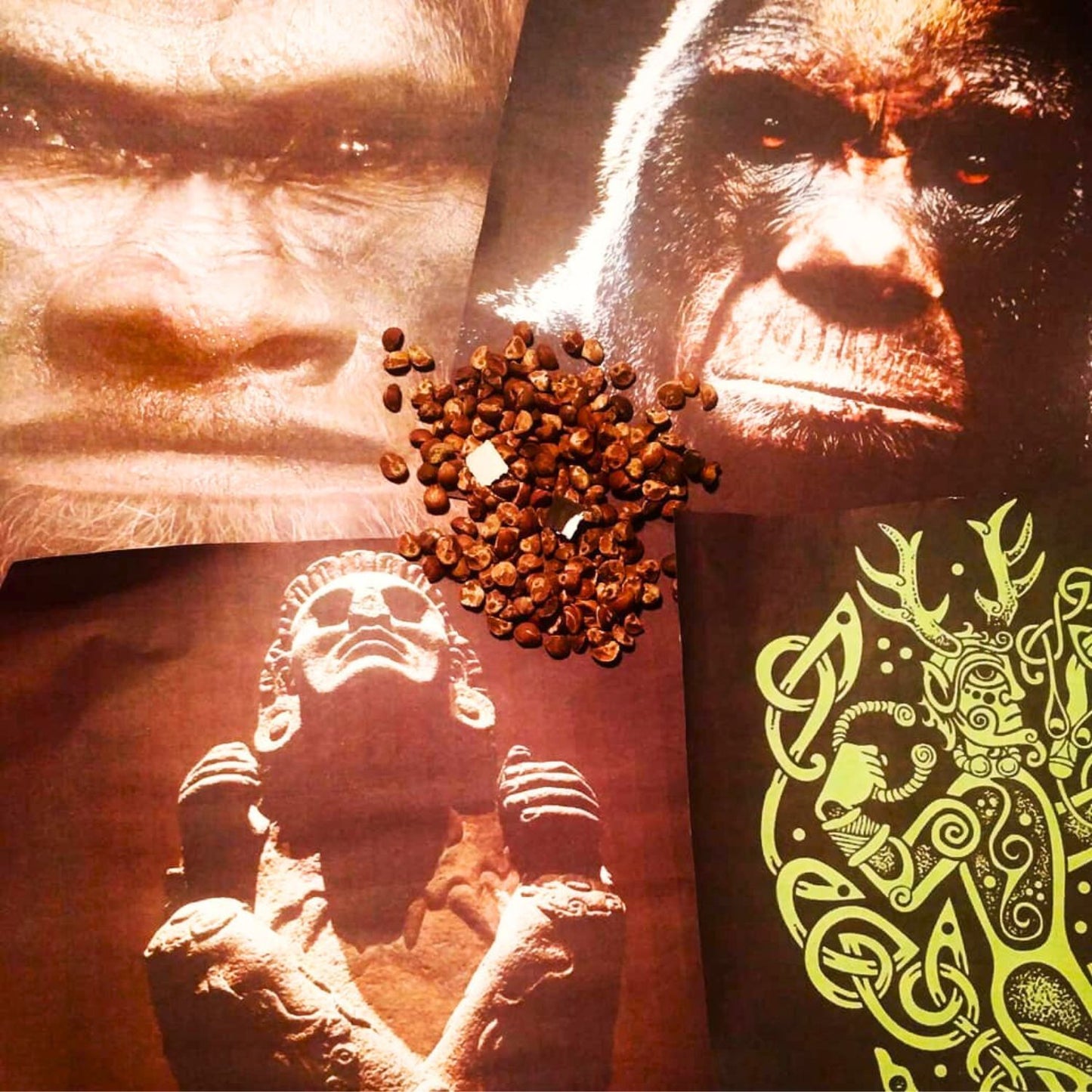 (Nature Seeds Incense) Hawaiian Baby Woodrose (Untreated Seed) - Pack sizes of 5, 10, 30, 50, and 100 seeds (Ready Stock)