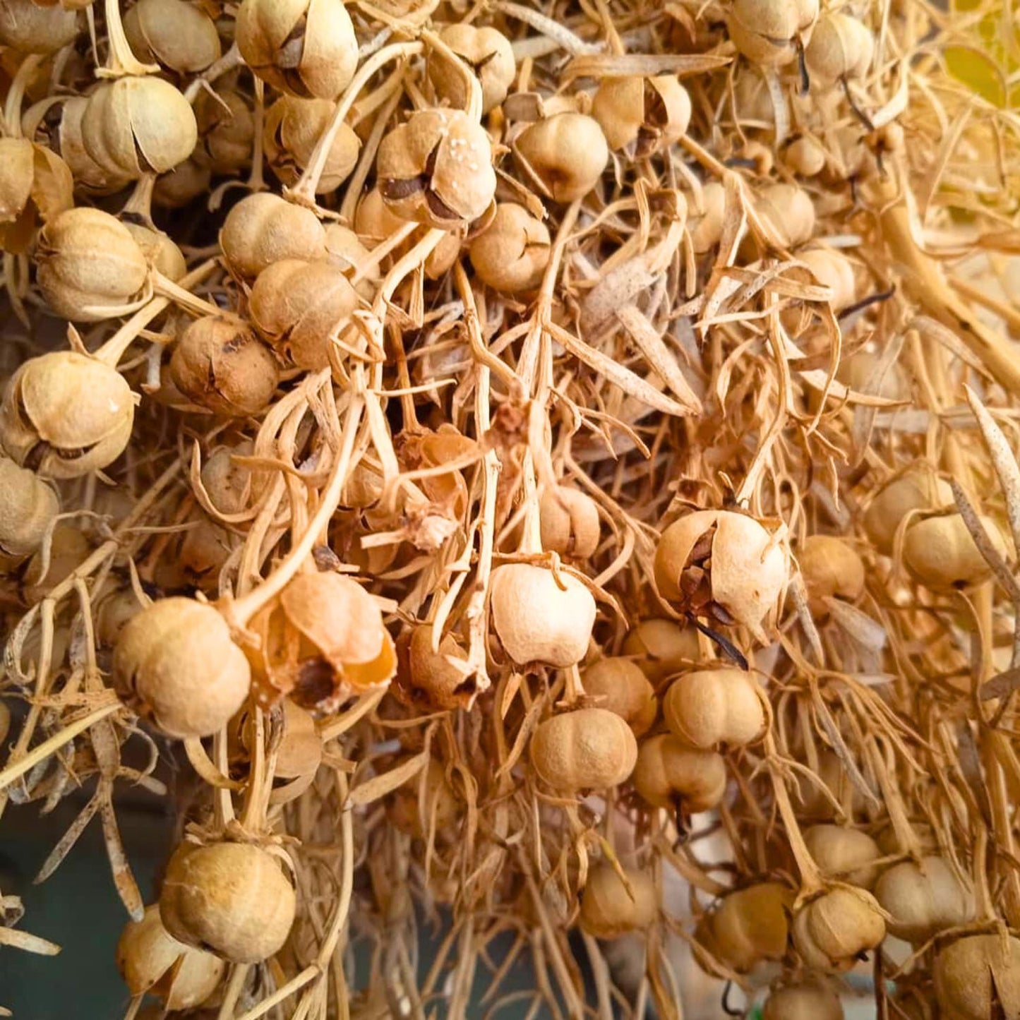 (Nature Seeds Incense) Syrian Rue (Untreated Seeds) - Pack size of 5, 10, 30, 50 and 100 grams (Ready Stock)