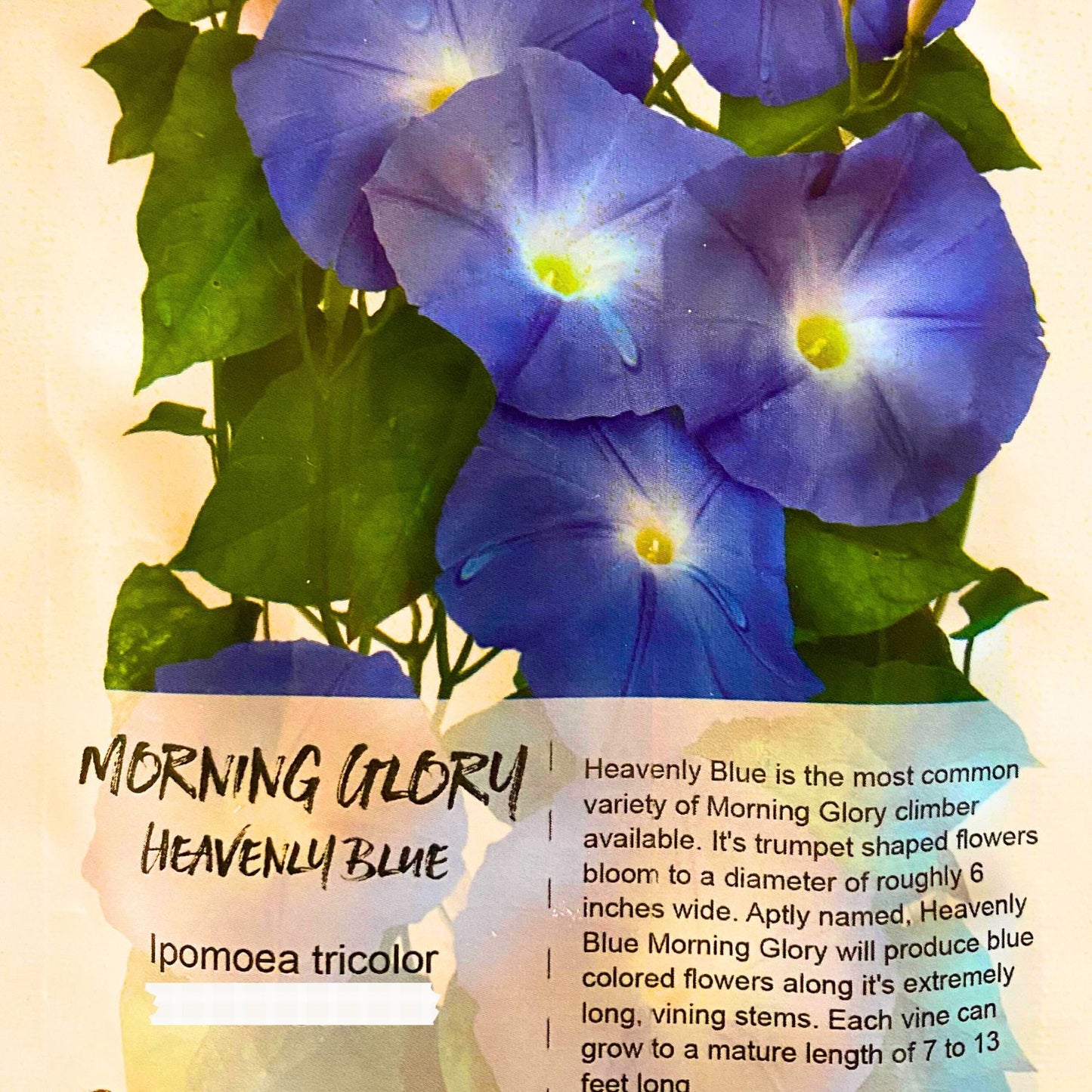 (Nature Seeds Incense) Morning Glory (Untreated Seed) - Pack sizes of 5, 10, 30, 50 and 100 grams (Ready Stock)