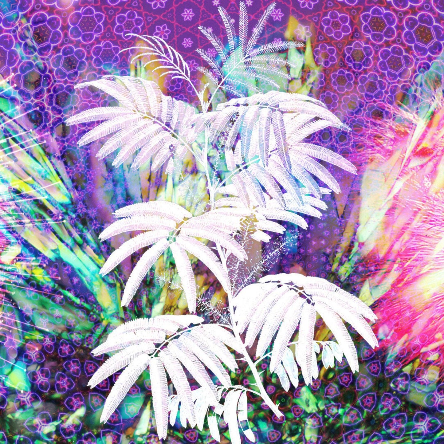 (Nature Root Bark Incense) Wild Mimosa Hostilis (Jurema Preta) - Pack sizes of 5, 10, 10, 30, 50 and 100 grams (Ready Stock)