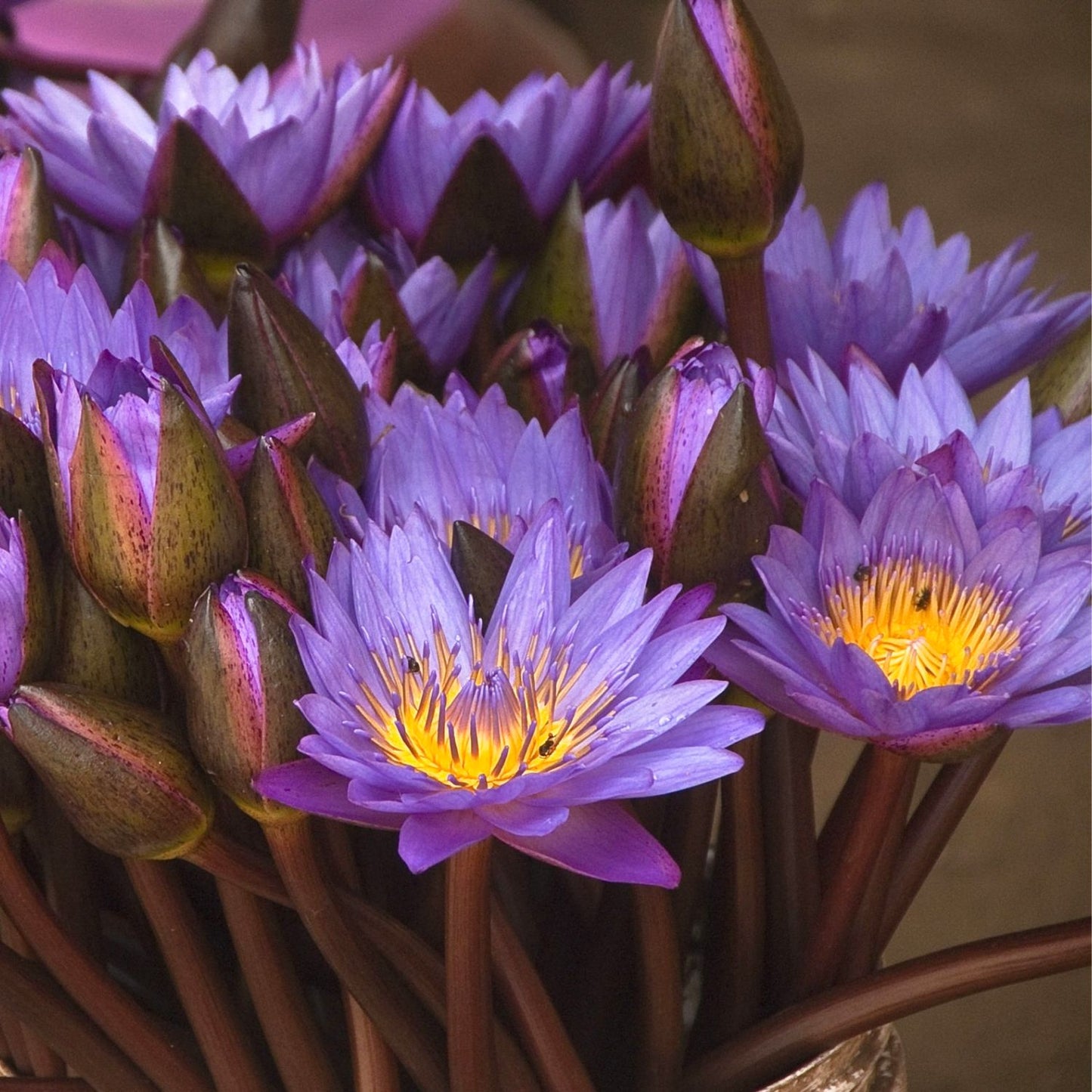 (Nature Flowers Incense) Organic Egyptian Blue Lotus (Nymphaea Caerulea) - Pack sizes of 3, 5, 10, 30, 50 and 100 grams (Ready Stock)