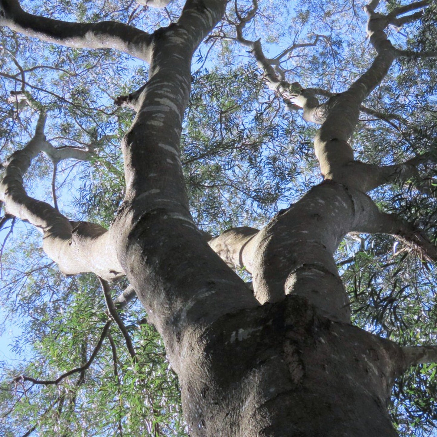 (Nature Root Bark Incense) Wild Acacia Confusa (Taiwan Acacia) - Pack sizes of 5, 10, 10, 30, 50 and 100 grams (Ready Stock)