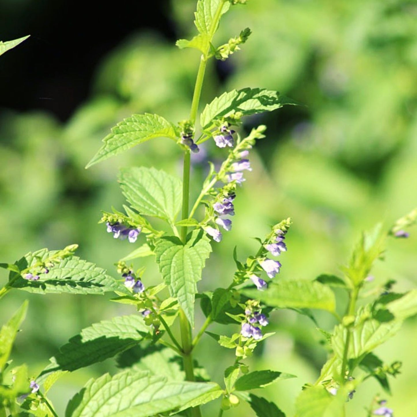 (Nature Leaves Incense) Organic Skullcap (Scutellaria Lateriflora) - Pack sizes of 3, 5, 10, 30, 50 and 100 grams (Ready Stock)