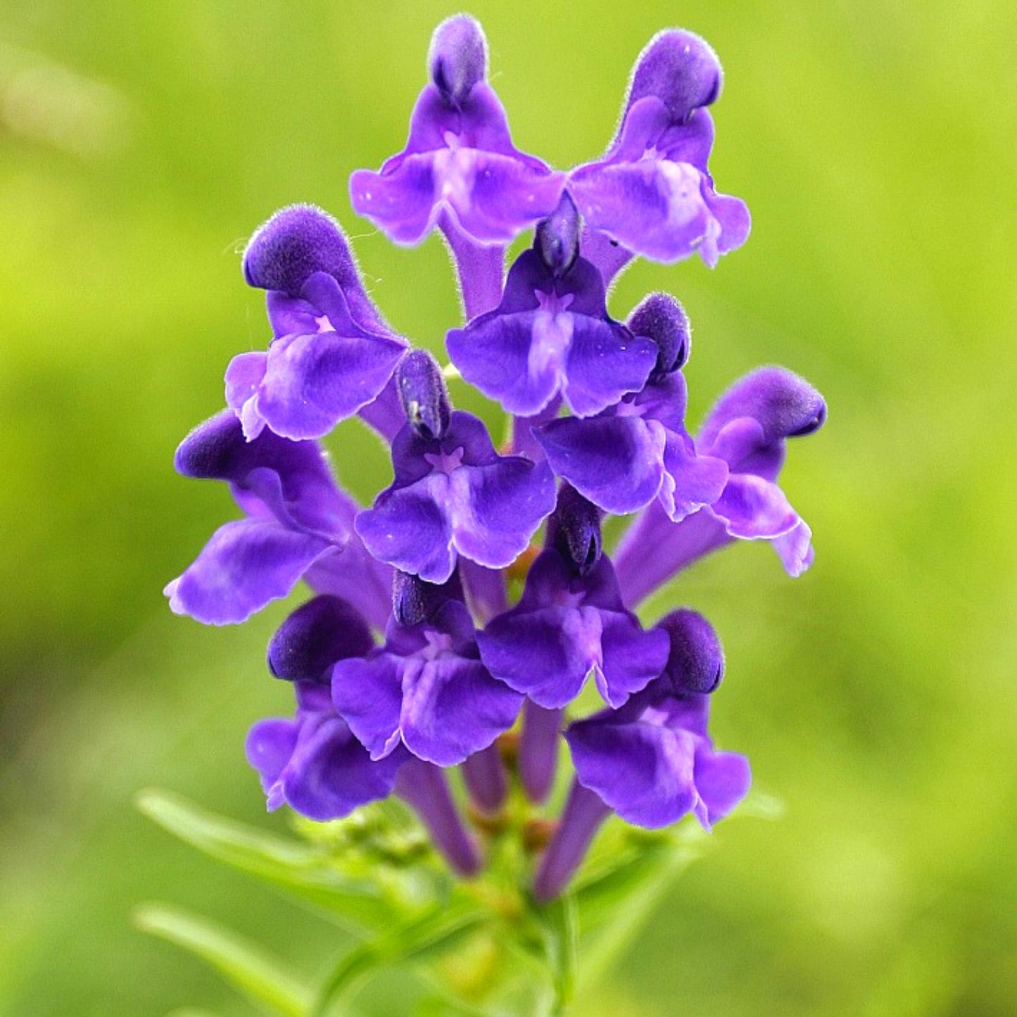 (Nature Leaves Incense) Organic Skullcap (Scutellaria Lateriflora) - Pack sizes of 3, 5, 10, 30, 50 and 100 grams (Ready Stock)