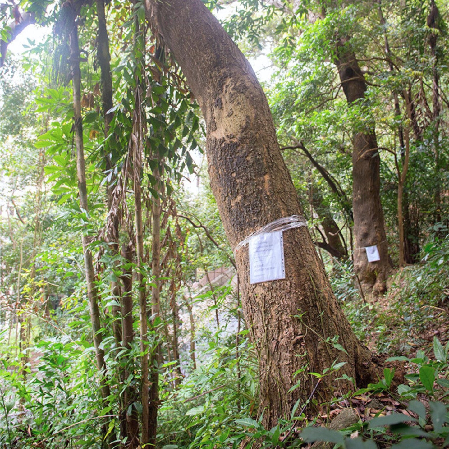 (Nature Root Bark Incense) Wild Acacia Confusa (Taiwan Acacia) - Pack sizes of 5, 10, 10, 30, 50 and 100 grams (Ready Stock)