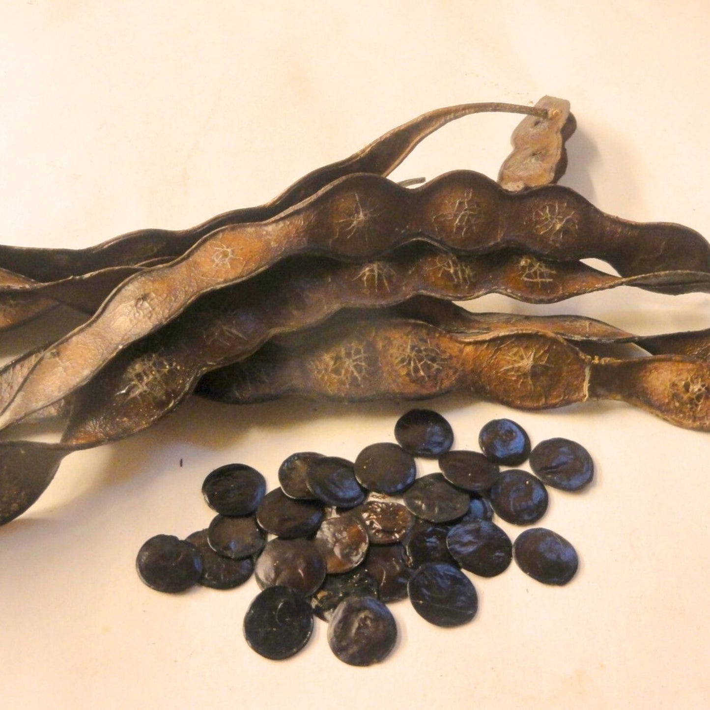 (Nature Seeds Incense) Yopo Seeds Incense (Untreated Seeds) / (Anadenanthera Peregrina ) - Pack sizes of 3, 5, 10, 10, 30, 50 and 100 seeds (Ready Stock)