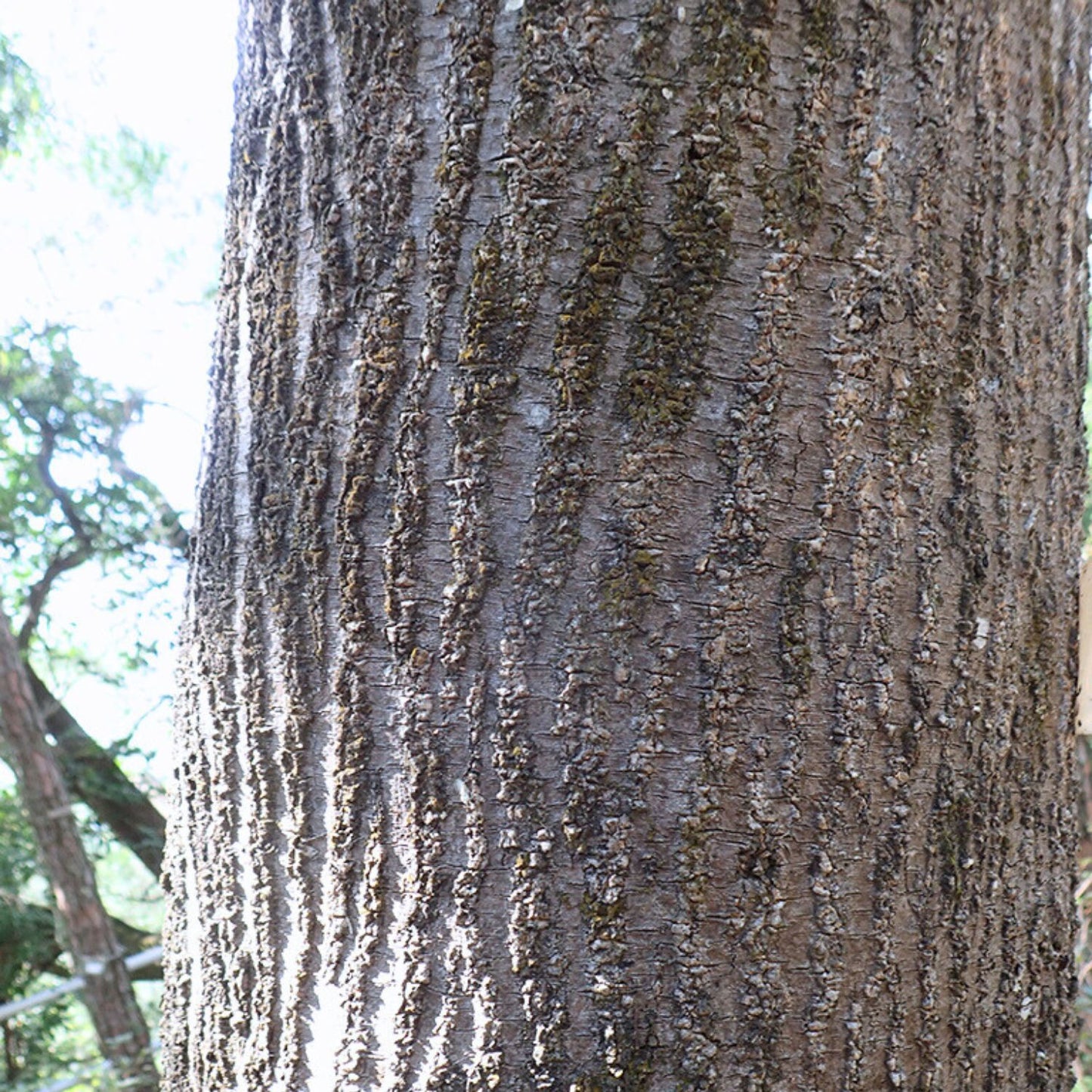 (Nature Root Bark Incense) Wild Acacia Confusa (Taiwan Acacia) - Pack sizes of 5, 10, 10, 30, 50 and 100 grams (Ready Stock)