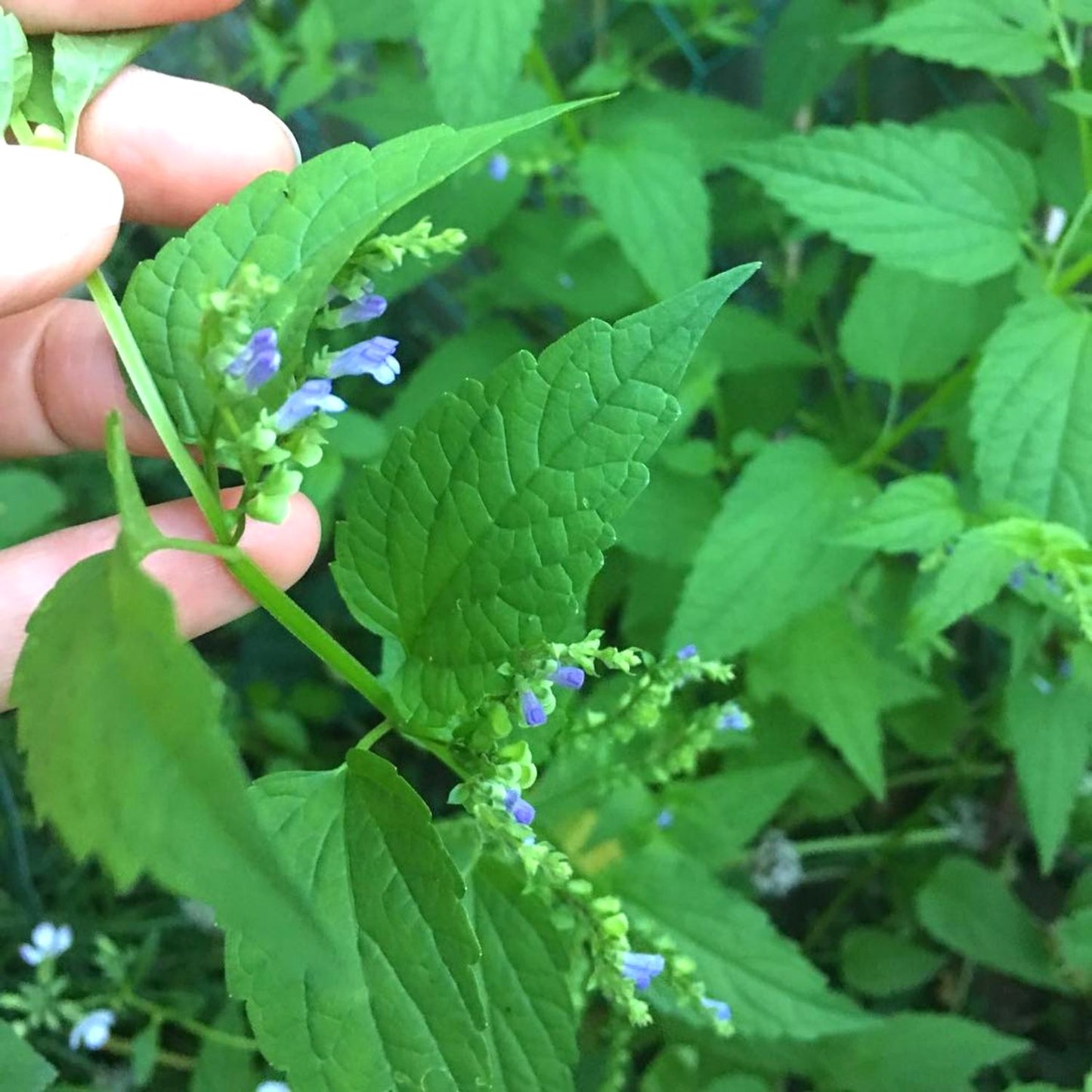 (Nature Leaves Incense) Organic Skullcap (Scutellaria Lateriflora) - Pack sizes of 3, 5, 10, 30, 50 and 100 grams (Ready Stock)