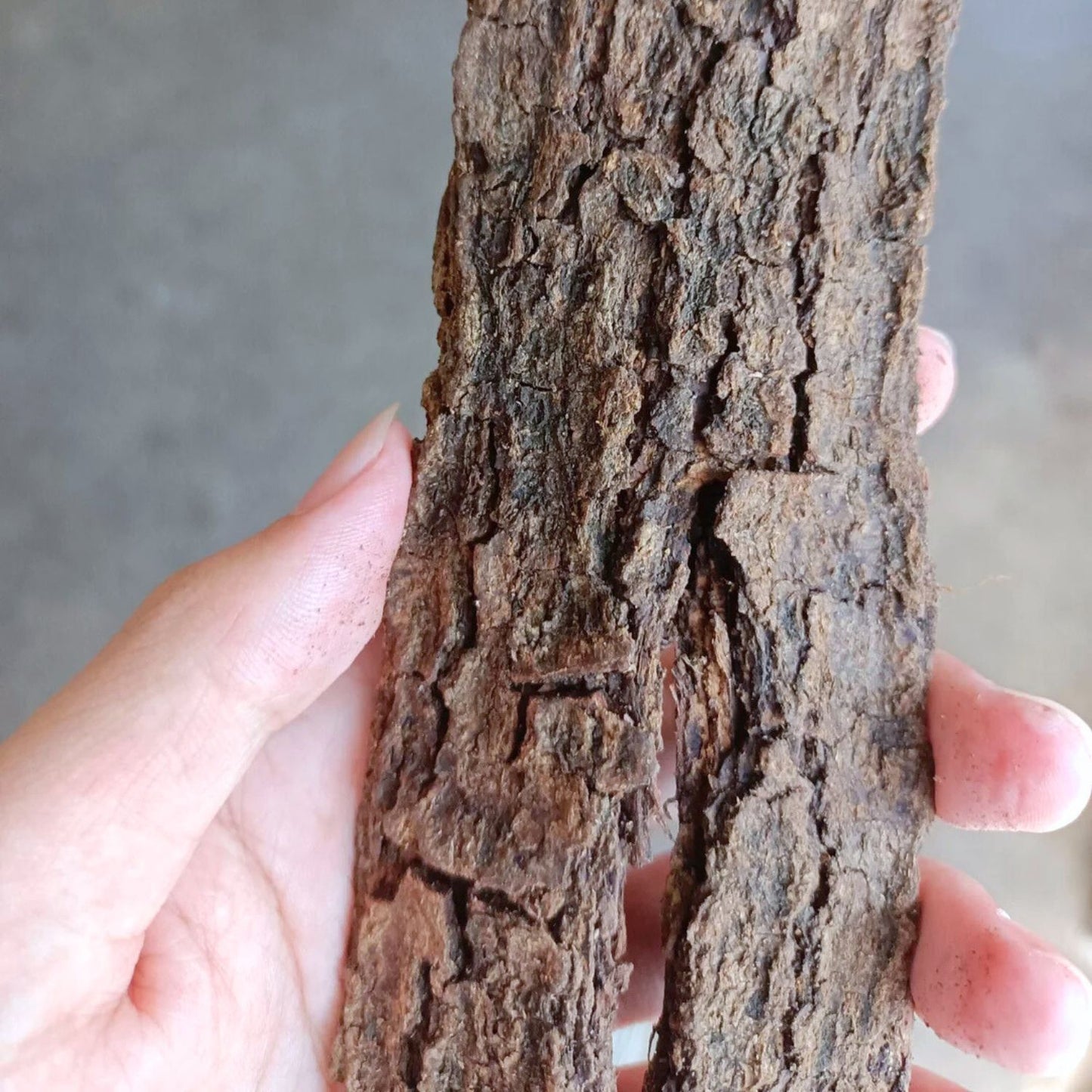 (Nature Root Bark Incense) Wild Acacia Confusa (Taiwan Acacia) - Pack sizes of 5, 10, 10, 30, 50 and 100 grams (Ready Stock)