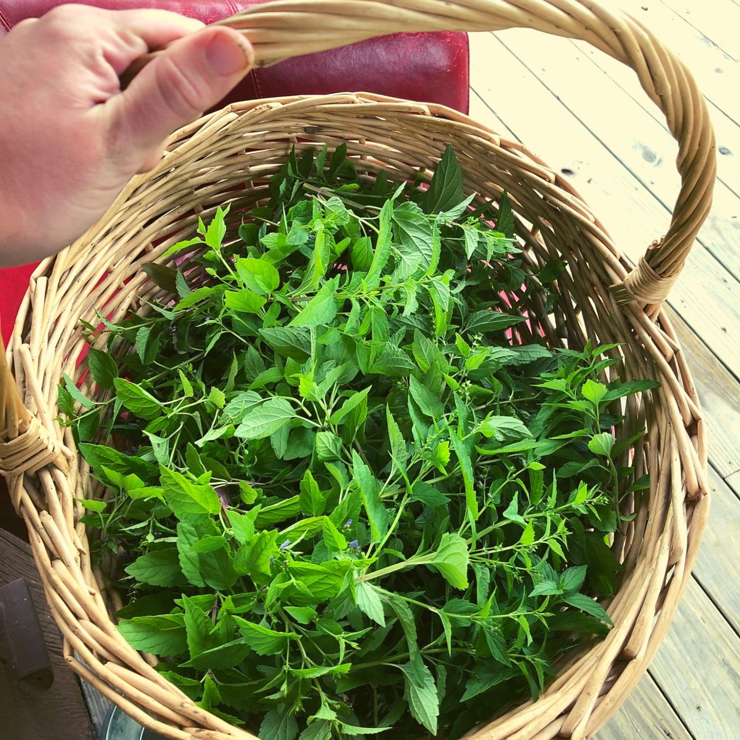 (Nature Leaves Incense) Organic Skullcap (Scutellaria Lateriflora) - Pack sizes of 3, 5, 10, 30, 50 and 100 grams (Ready Stock)