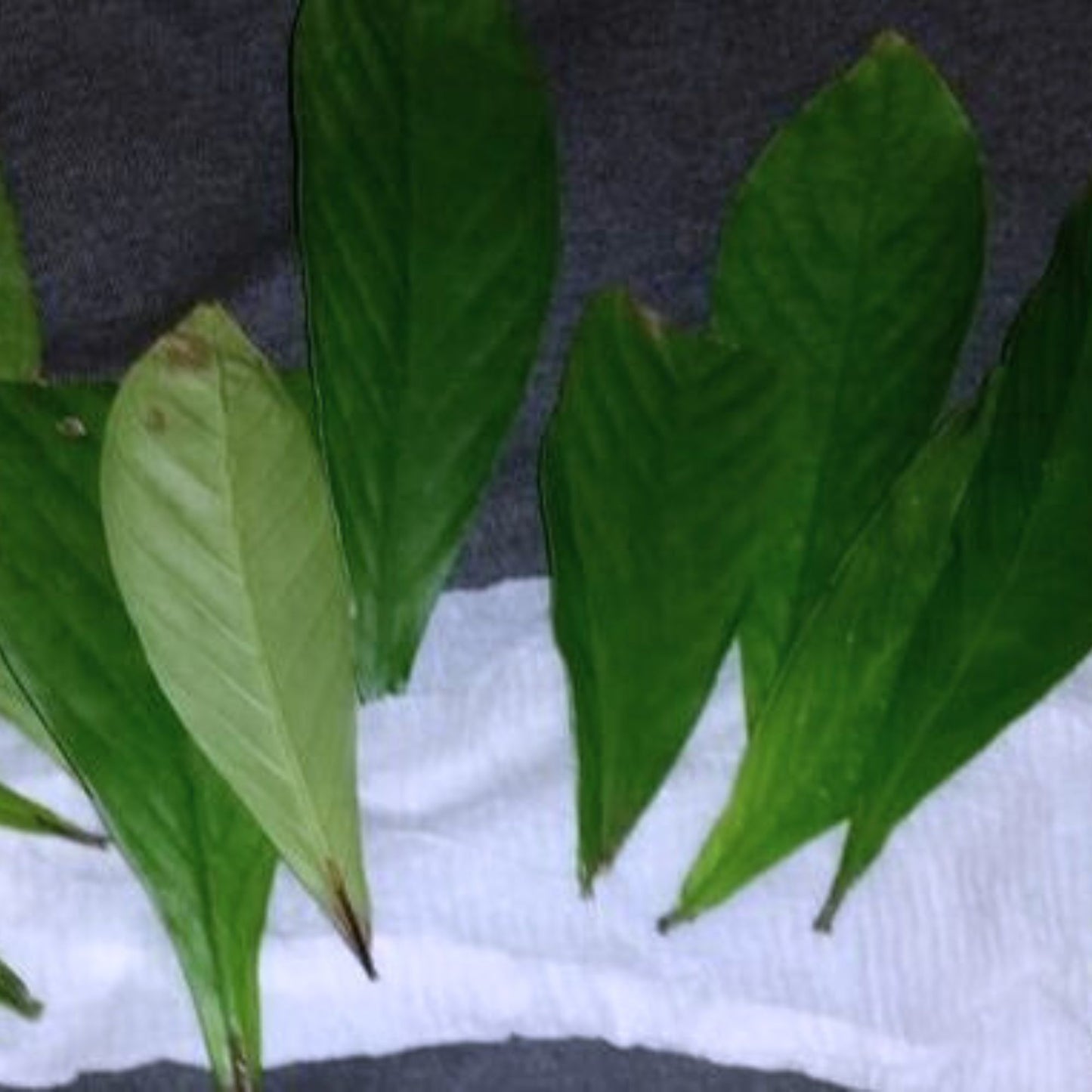 (Nature Leaves Incense) Chacruna (Psychotria Vairidis) - Pack sizes of 3, 5, 10, 10, 30, 50 and 100 grams (Ready Stock)