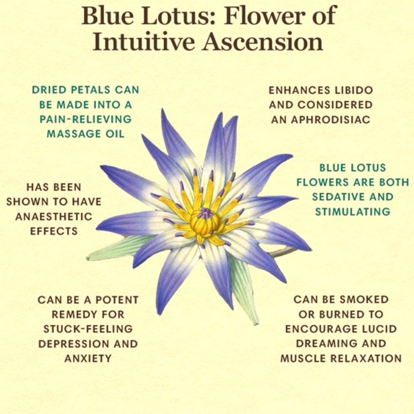 (Nature Flowers Incense) Organic Egyptian Blue Lotus (Nymphaea Caerulea) - Pack sizes of 3, 5, 10, 30, 50 and 100 grams (Ready Stock)