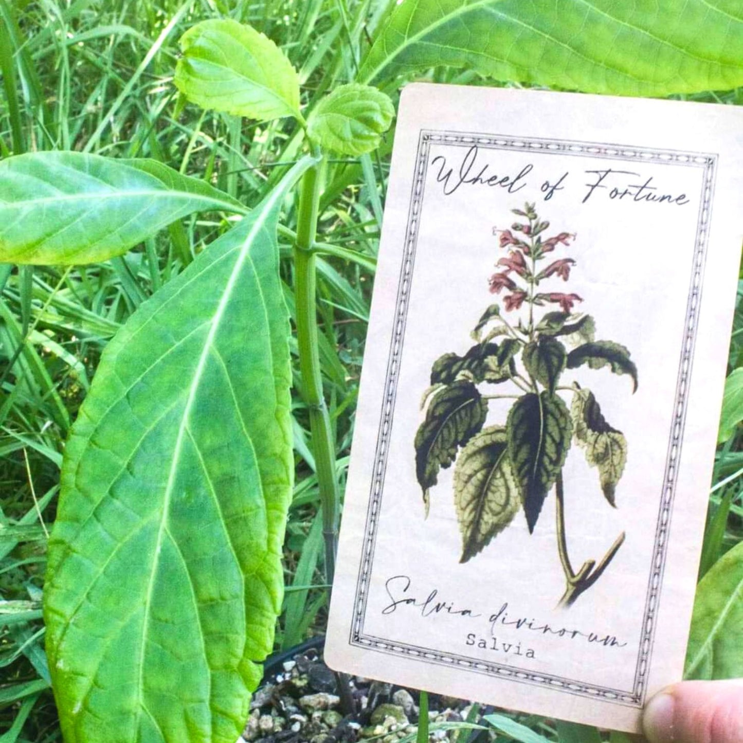 (Nature Leaves Incense) Wild Authentic Mexican Salvia Divinorum - Pack sizes of 3, 5, 10, 30, and 50 grams (Ready Stock)