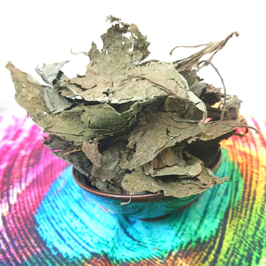 (Nature Leaves Incense) Wild Authentic Mexican Salvia Divinorum - Pack sizes of 3, 5, 10, 30, and 50 grams (Ready Stock)