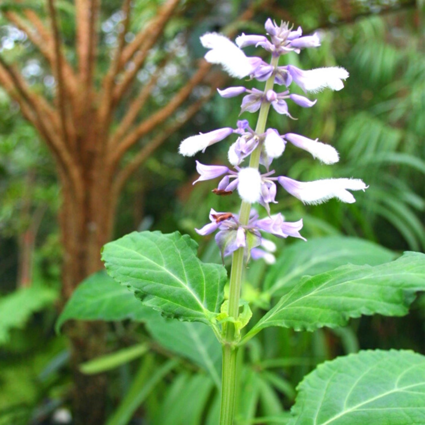 (Nature Leaves Incense) Wild Authentic Mexican Salvia Divinorum - Pack sizes of 3, 5, 10, 30, and 50 grams (Ready Stock)