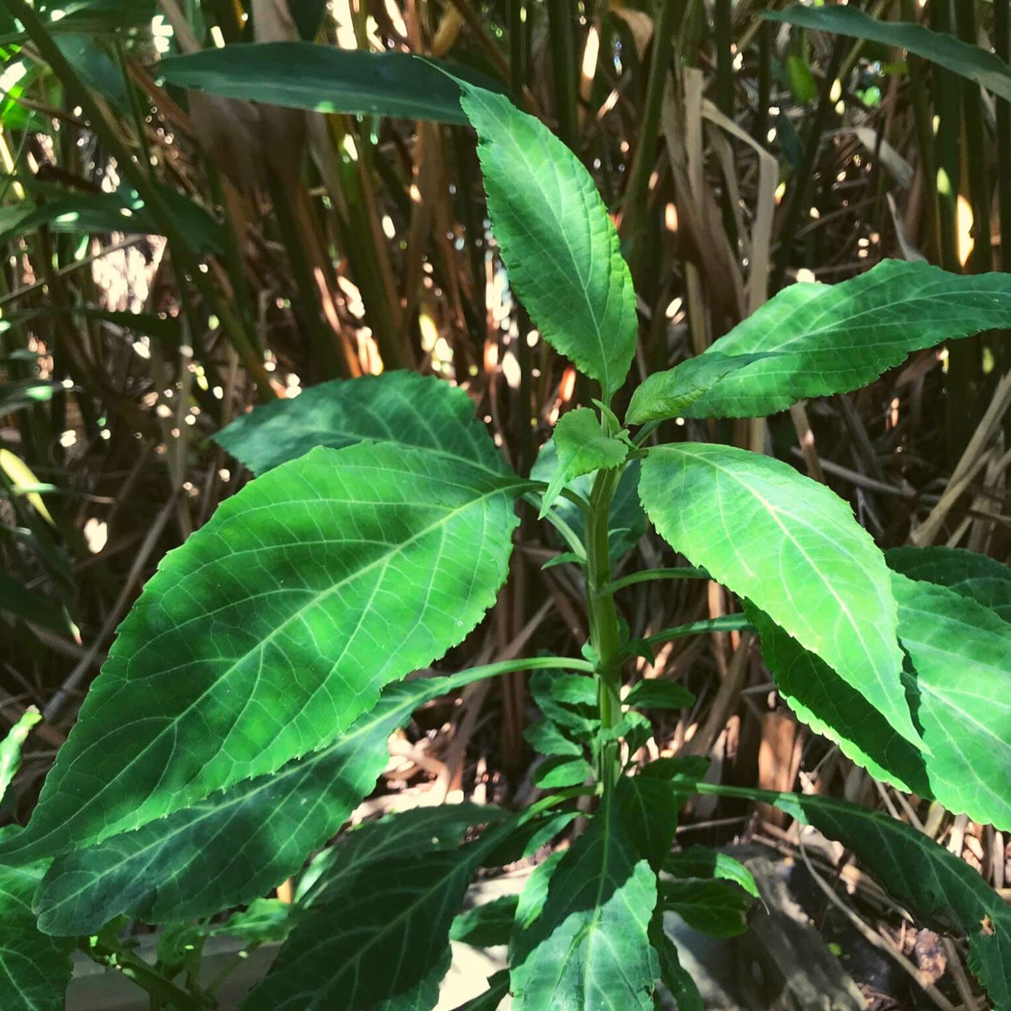 (Nature Leaves Incense) Wild Authentic Mexican Salvia Divinorum - Pack sizes of 3, 5, 10, 30, and 50 grams (Ready Stock)