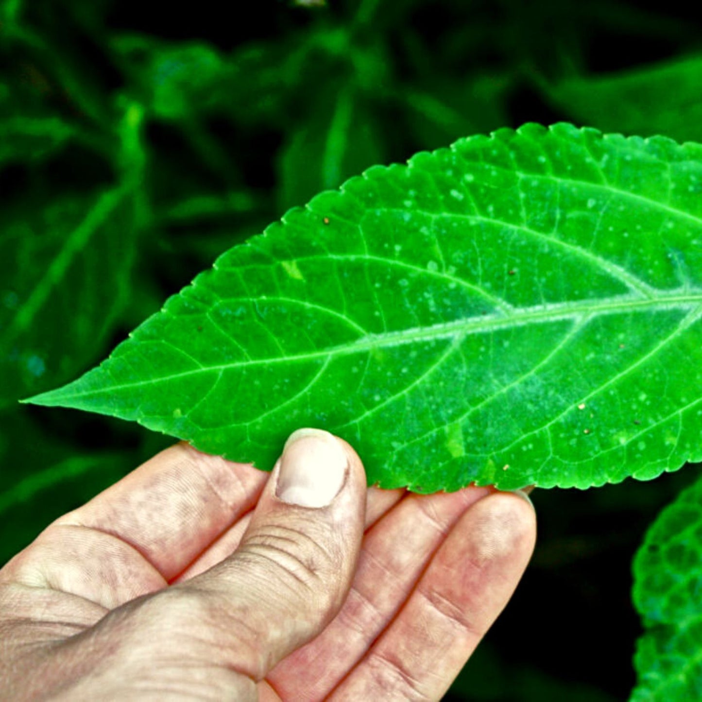 (Nature Leaves Incense) Wild Authentic Mexican Salvia Divinorum - Pack sizes of 3, 5, 10, 30, and 50 grams (Ready Stock)