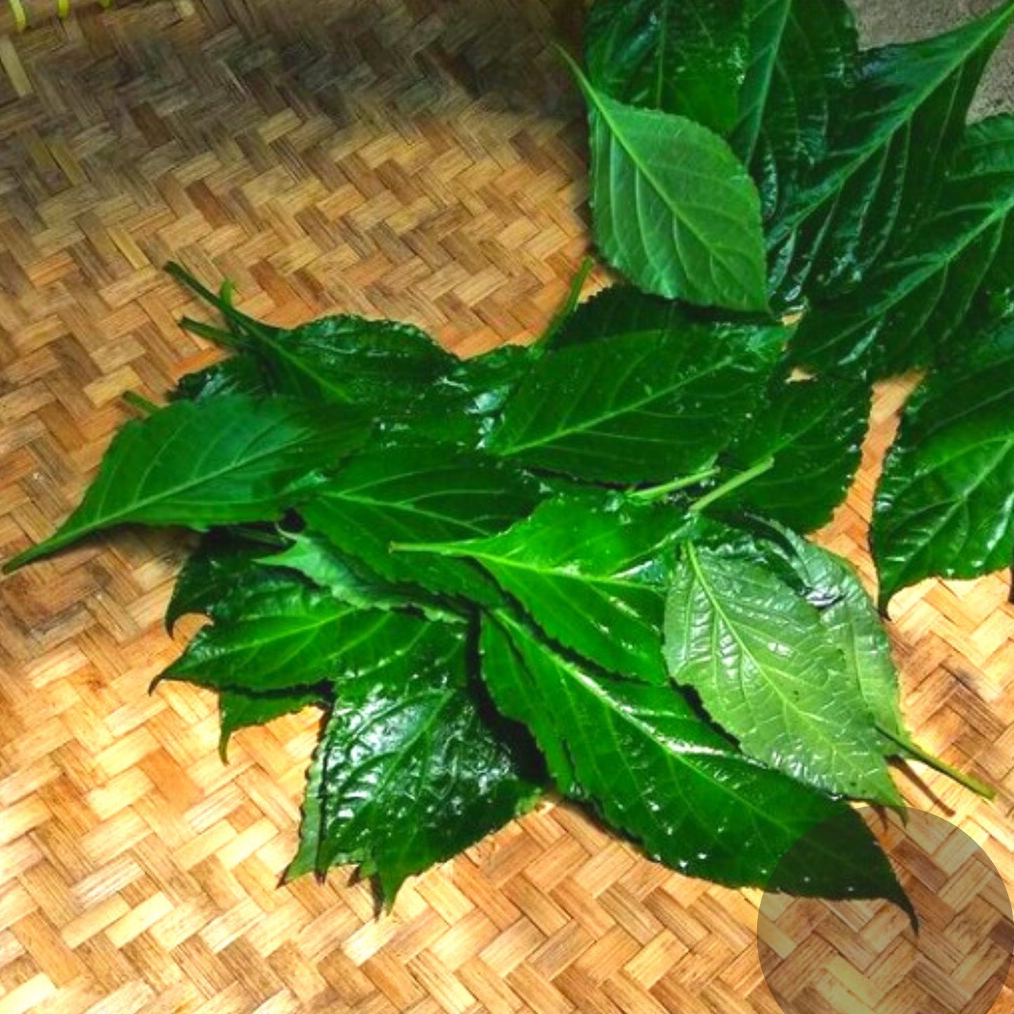 (Nature Leaves Incense) Wild Authentic Mexican Salvia Divinorum - Pack sizes of 3, 5, 10, 30, and 50 grams (Ready Stock)