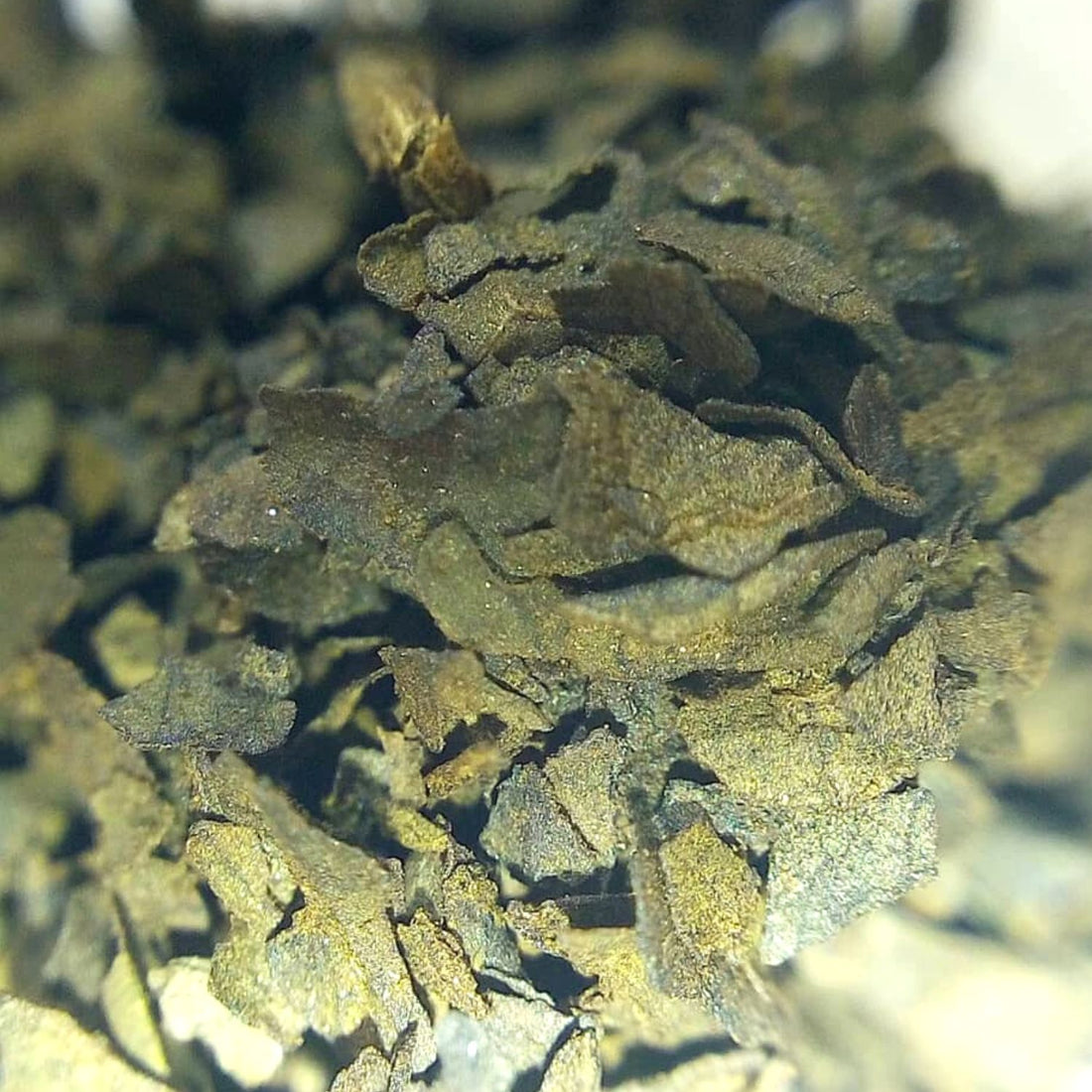 Buy Salvia Divinorum Extract from Malaysia, Thailand, and Indonesia Salvia Divinorum Asia